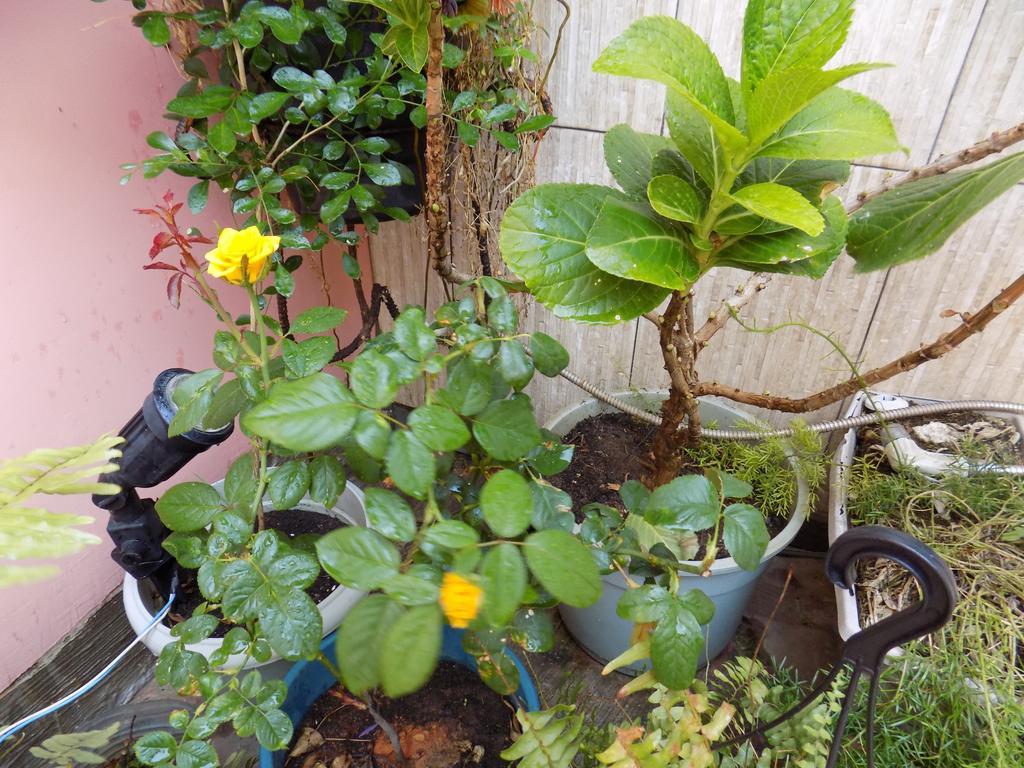 סלבאדור Albergue Rio Vermelho מראה חיצוני תמונה